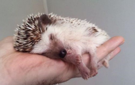 ✿ Time to Sleep ✿
